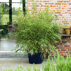 Fargesia rufa (nicht ausladender Bambus) – 2 Pflanzen, Ø 23 cm, 80 cm hoch