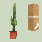 Euphorbia Acrurensis – Ø 17 cm, 50 cm hoch