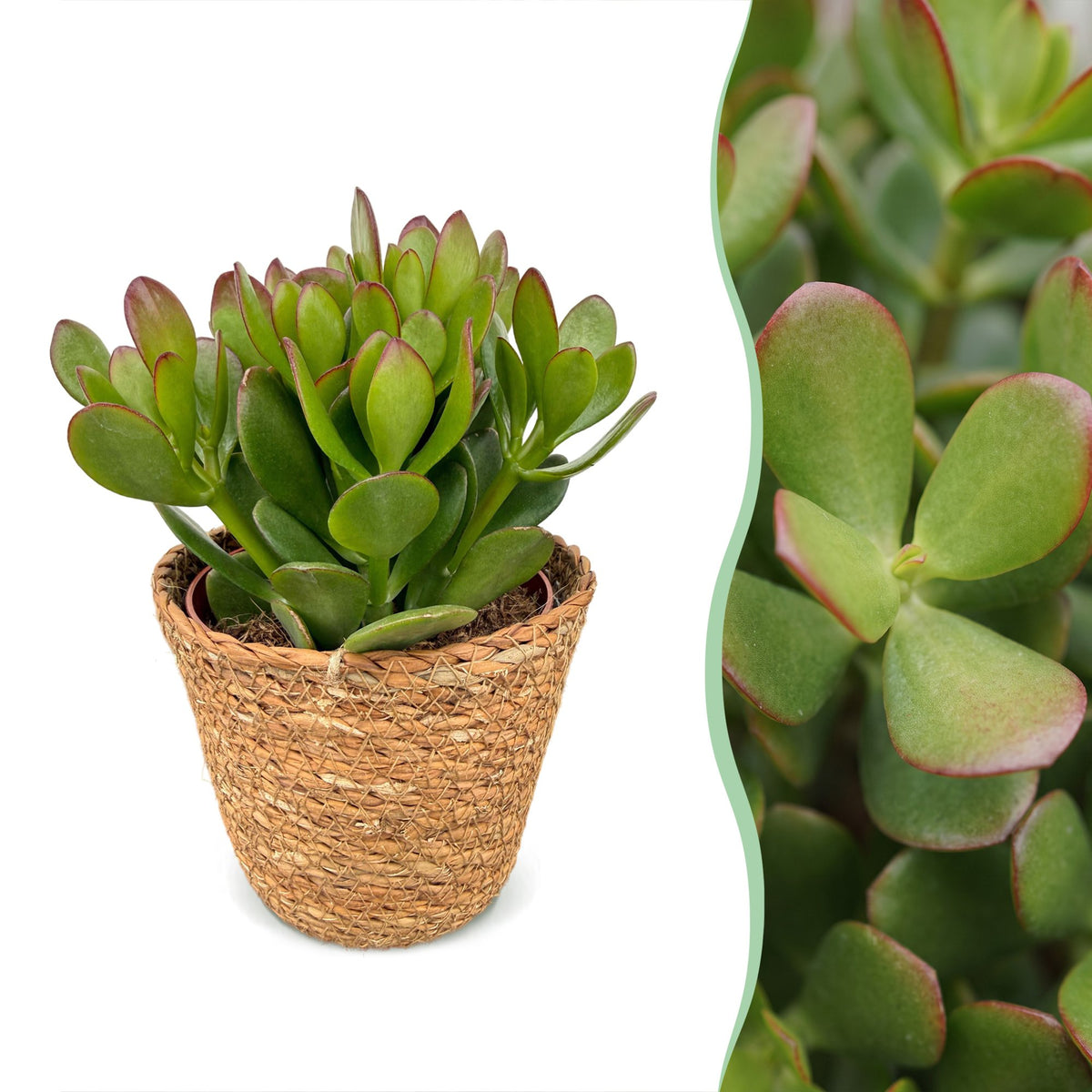6× Crassula ovata (plante jade) avec panier – Ø12 cm, 16 cm de haut