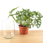 Monstera in Vase DIY-Set (Fensterblatt) – Ø17 cm, 17 cm hoch