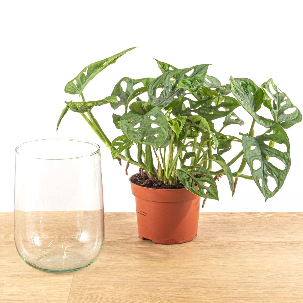 Monstera in Vase DIY-Set (Fensterblatt) – Ø17 cm, 17 cm hoch – Bild 3