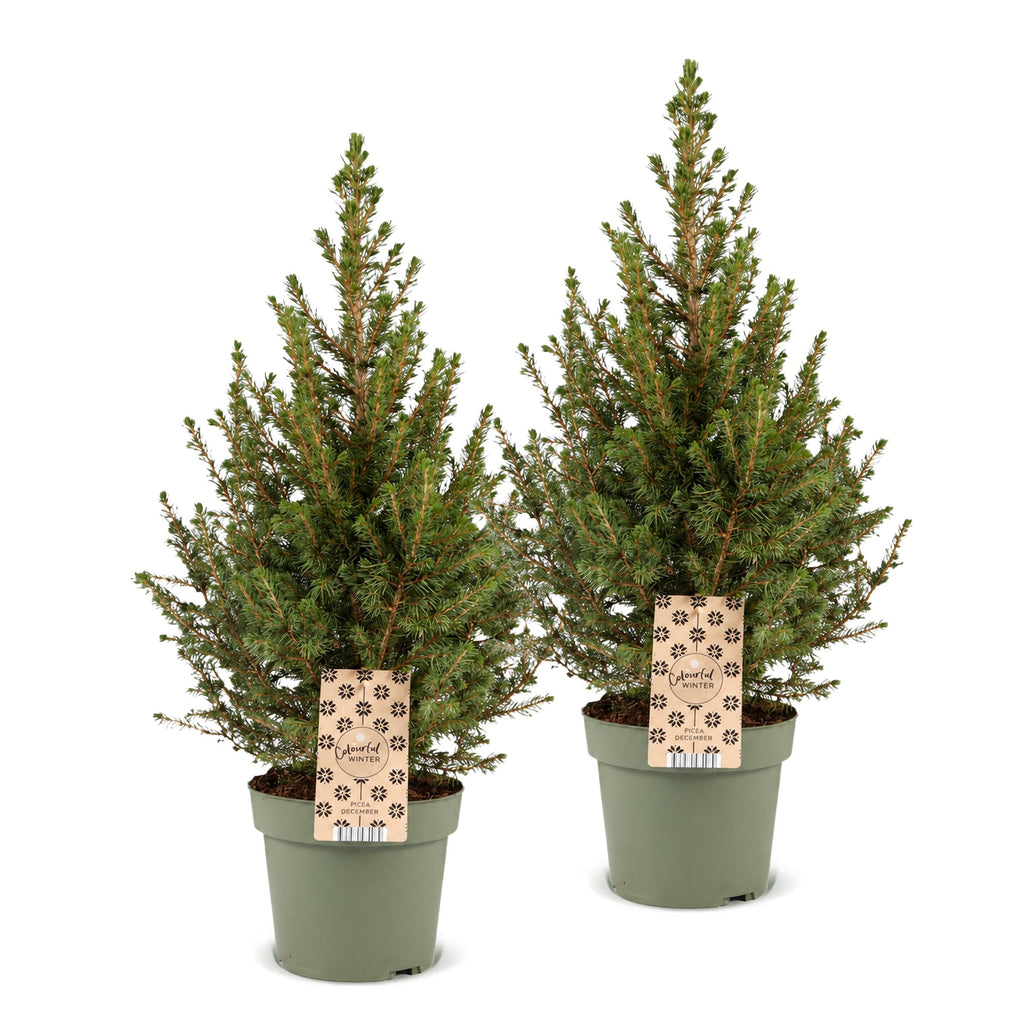2× Picea glauca Conica (Weihnachtsbäumchen) – Ø17 cm, 65 cm hoch