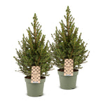 2× Picea glauca Conica (Weihnachtsbäumchen) – Ø17 cm, 65 cm hoch