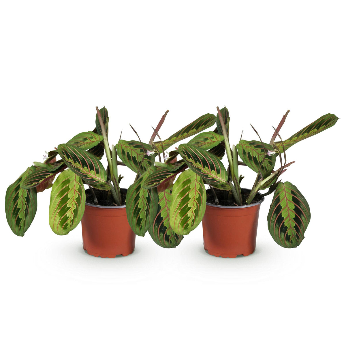 2× Maranta Fascinator Tricolour (gebedsplant) – Ø12 cm, 30–35 cm hoog