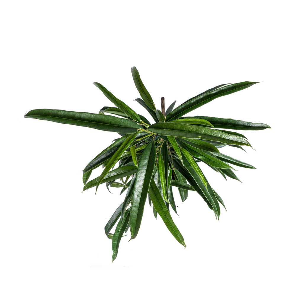 Ficus Binnendijkii Alii – Ø17 cm, 60–80 cm hoch