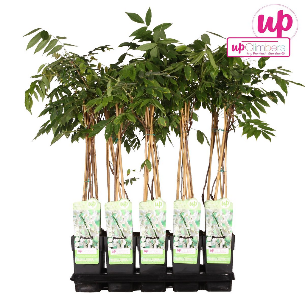 Wisteria floribunda alba (white wisteria) – Ø15 cm, 65 cm high – photo 6