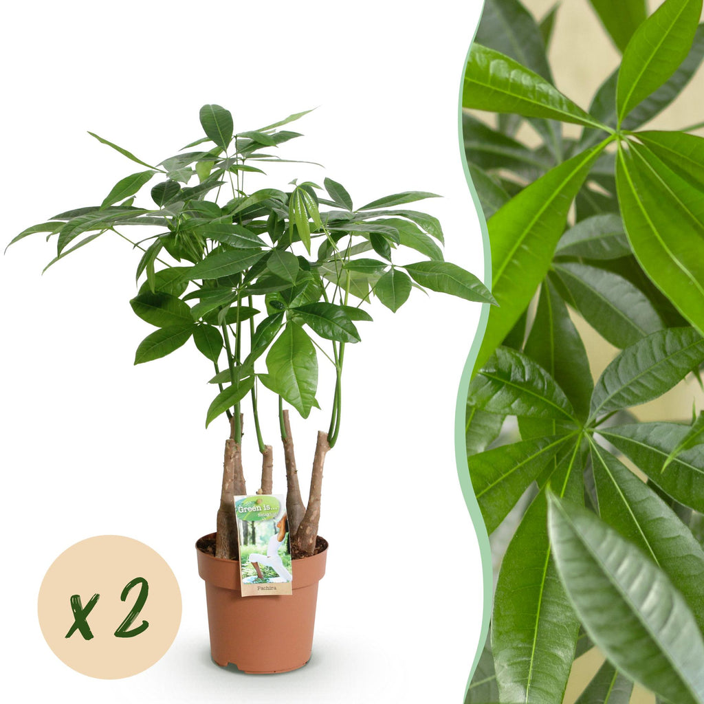 2× Pachira aquatica Multi-Stamm (Geldbaum) – Ø 17 cm, 50–55 cm hoch
