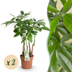 2× Pachira aquatica Multi-Stamm (Geldbaum) – Ø 17 cm, 50–55 cm hoch