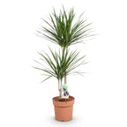Dracaena marginata (Drachenbaum) – Ø 21 cm, 90–100 cm hoch