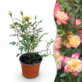 Rosa 'Tricolor Fairy' (Rose) – rosa-gelb – Ø12 cm, 20–25 cm hoch
