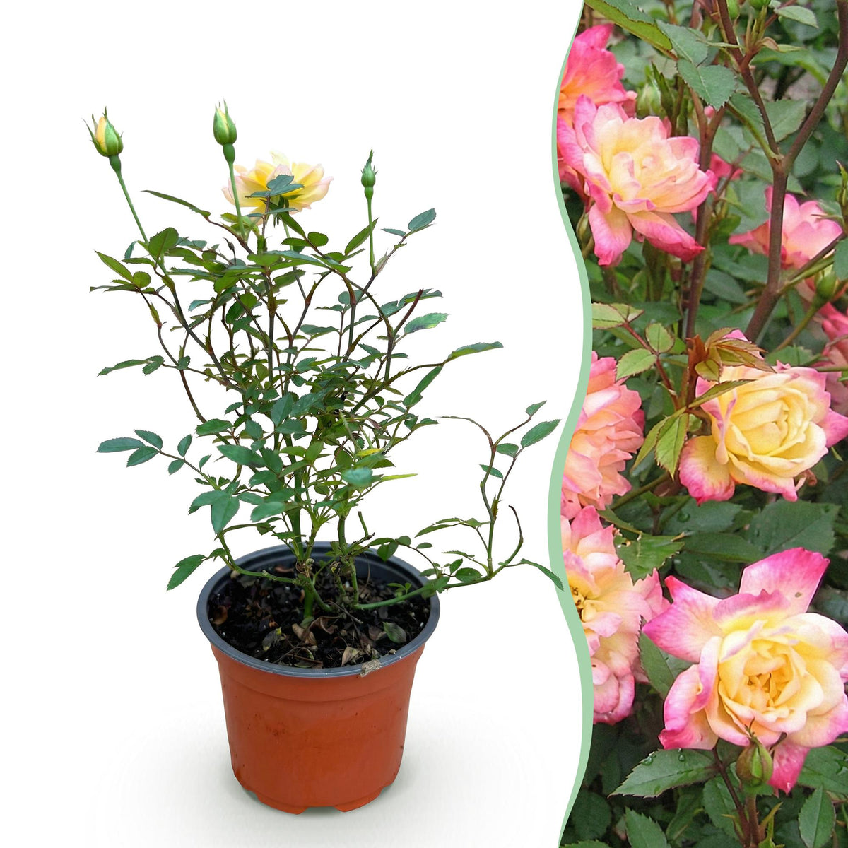 Rosa 'Tricolor Fairy' (Rose) – rosa-gelb – Ø12 cm, 20–25 cm hoch