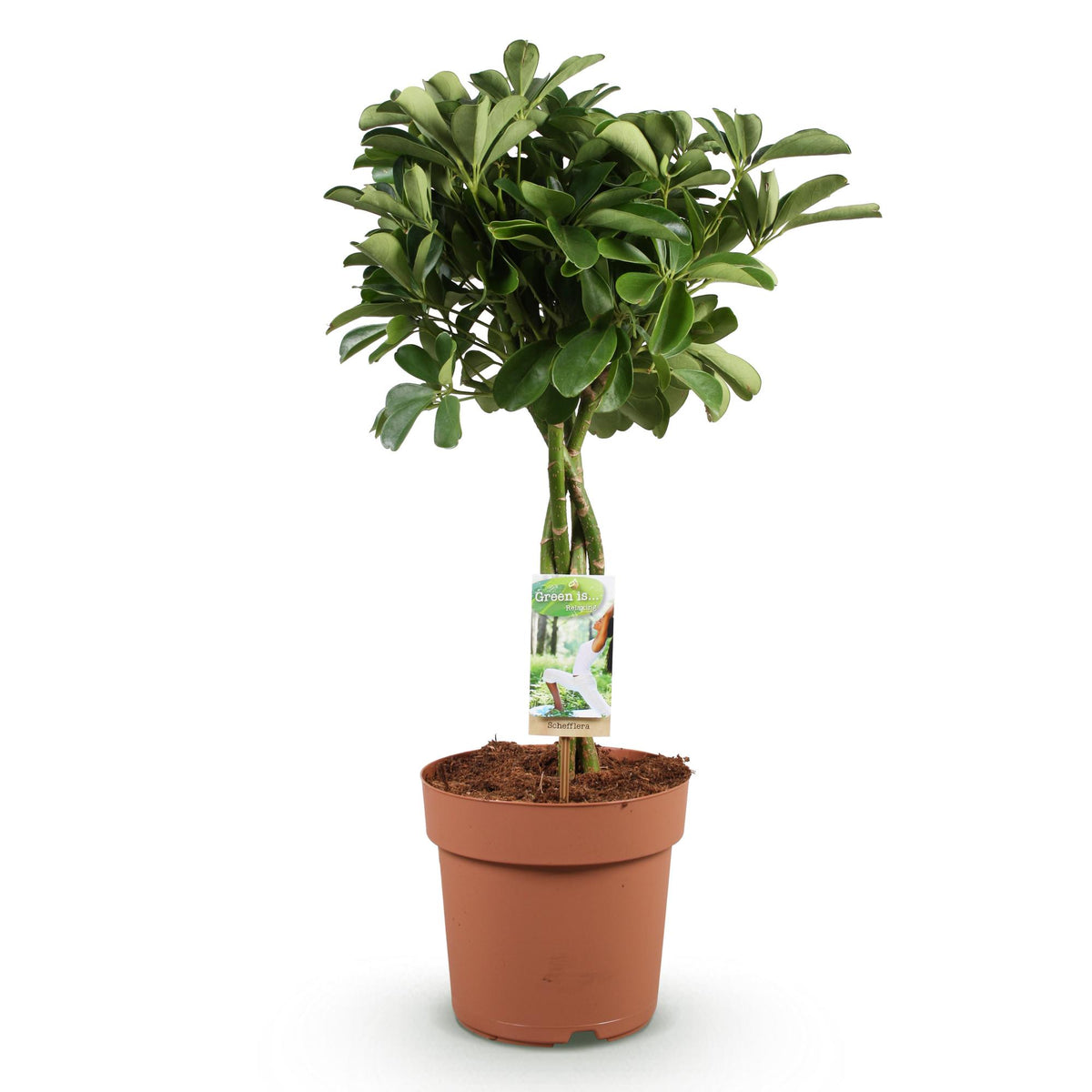 Schefflera Nora (vingersboom) – Ø21 cm, 70–82 cm hoog