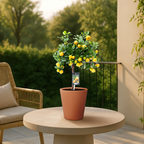 Citrus 'Calamondin' (mini citrus tree) – Ø15 cm, 45 cm high