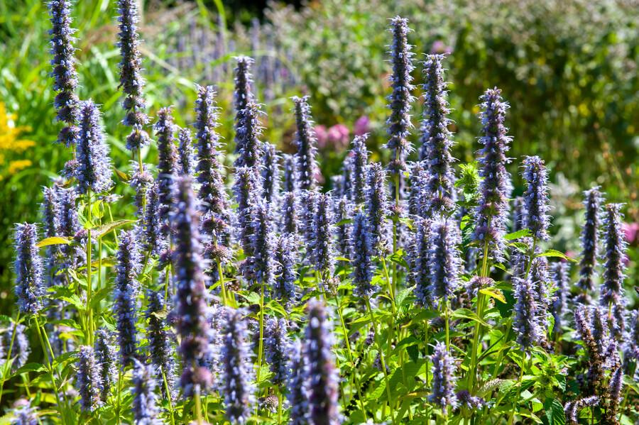 Agastache 'Black Adder' (Königskerze) – 60 Pflanzen, Ø9 cm, 10–25 cm hoch – Bild 6