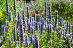 Agastache 'Black Adder' (Königskerze) – 60 Pflanzen, Ø9 cm, 10–25 cm hoch