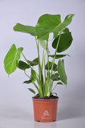 Monstera deliciosa (hulplant) – Ø17 cm, 60 cm høj