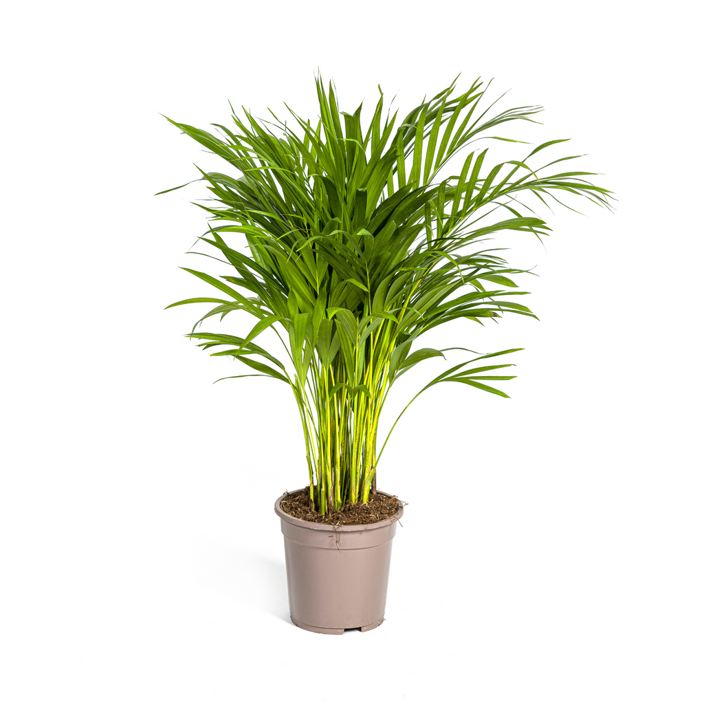 Dypsis Areca Lutescens (goudpalm) – Ø19 cm, 80–100 cm hoog