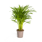 Dypsis Areca Lutescens (goudpalm) – Ø19 cm, 80–100 cm hoog