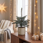 Picea pungens Glauca (julegran) – Ø23 cm, 60 cm høj