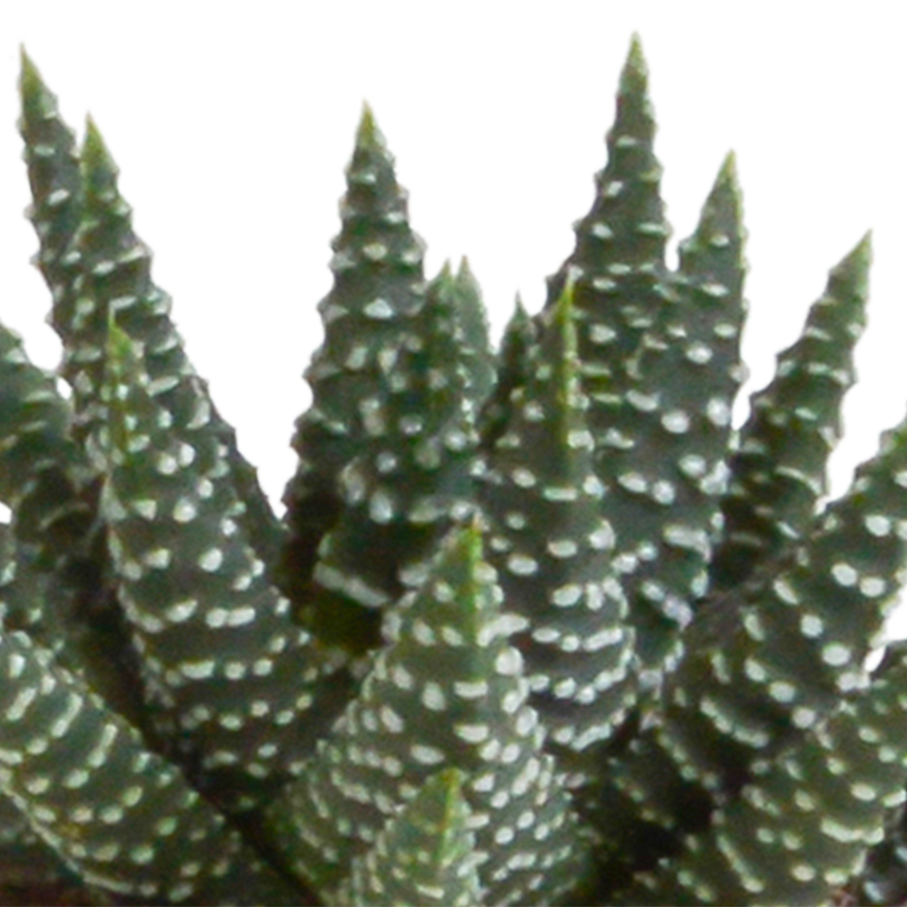 Mélange Gasteria/Haworthia en pot en terre cuite – Ø6 cm, 13 cm de haut