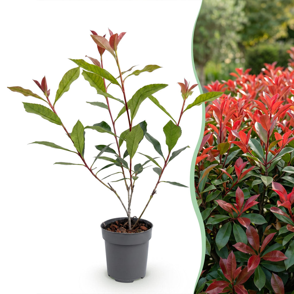 Photinia fraseri 'Carre Rouge' (glossy privet) – red – 16 plants, Ø9 cm, 25–35 cm high – photo 3