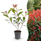 Photinia fraseri 'Carre Rouge' (glossy privet) – red – 16 plants, Ø9 cm, 25–35 cm high