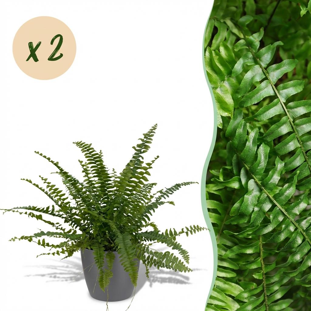 2× Nephrolepis exaltata Green Lady (fougère épée) en pot décoratif gris – Ø12 cm, 25 cm de haut