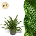 2× Nephrolepis exaltata Green Lady (fougère épée) en pot décoratif gris – Ø12 cm, 25 cm de haut