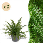 2× Nephrolepis exaltata Green Lady (fougère épée) en pot décoratif gris – Ø12 cm, 25 cm de haut