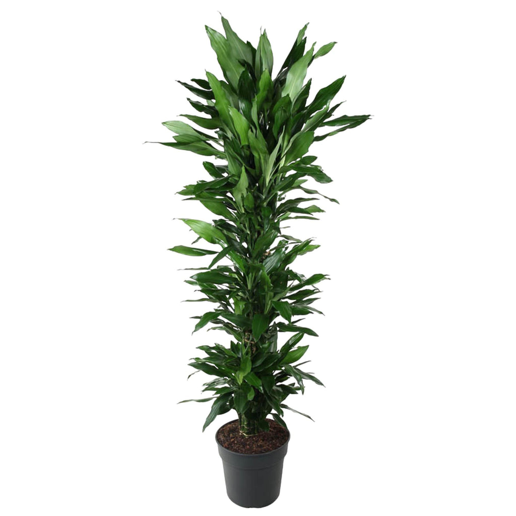 Dracaena Janet Lind vertakt (drakenboom) – Ø34 cm, 170 cm hoog