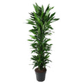 Dracaena Janet Lind vertakt (drakenboom) – Ø34 cm, 170 cm hoog