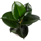 Ficus elastica Robusta (rubberplant) – Ø17 cm, 50–60 cm hoog