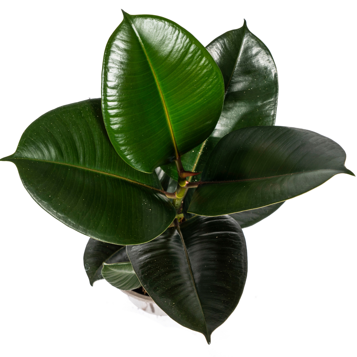 Ficus elastica Robusta (rubberplant) – Ø17 cm, 50–60 cm hoog