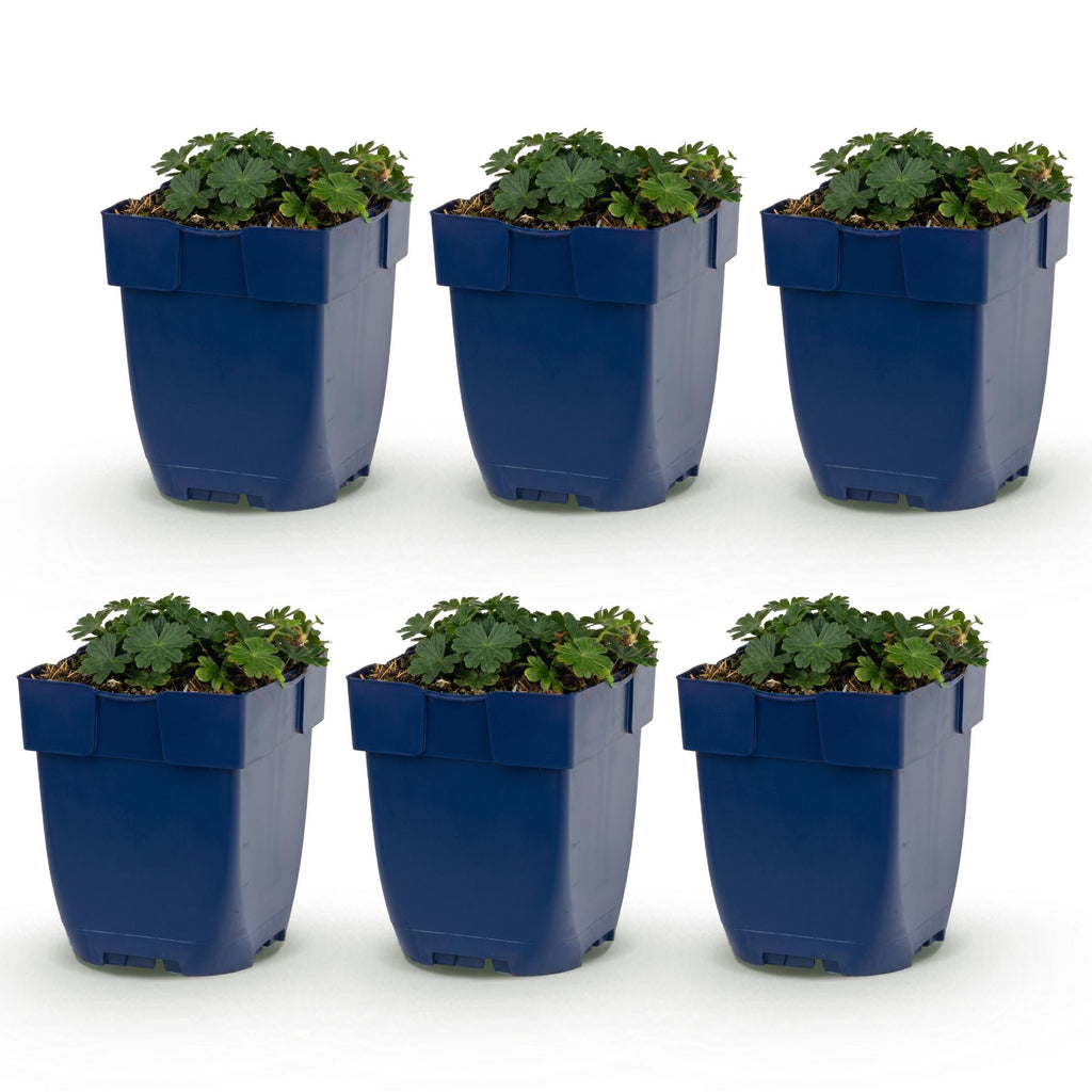 Géranium sanguineum 'Max Frei' (géranium vivace) – rose – 6 plantes, Ø11 cm, 15–25 cm de haut