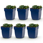 Géranium sanguineum 'Max Frei' (géranium vivace) – rose – 6 plantes, Ø11 cm, 15–25 cm de haut