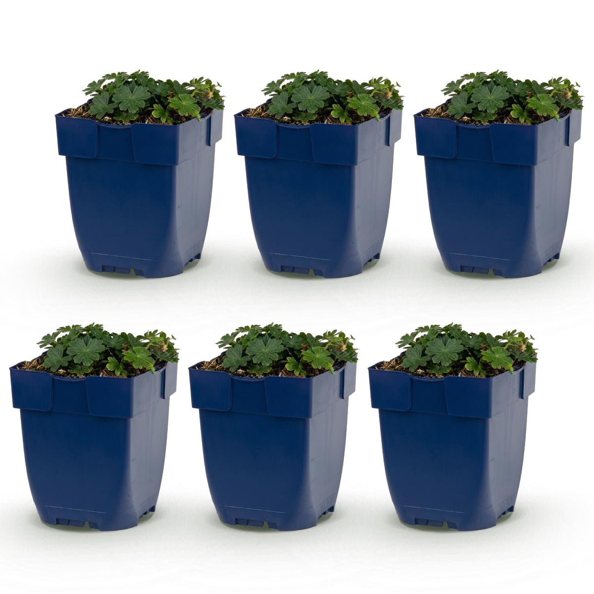 Géranium sanguineum 'Max Frei' (géranium vivace) – rose – 6 plantes, Ø11 cm, 15–25 cm de haut