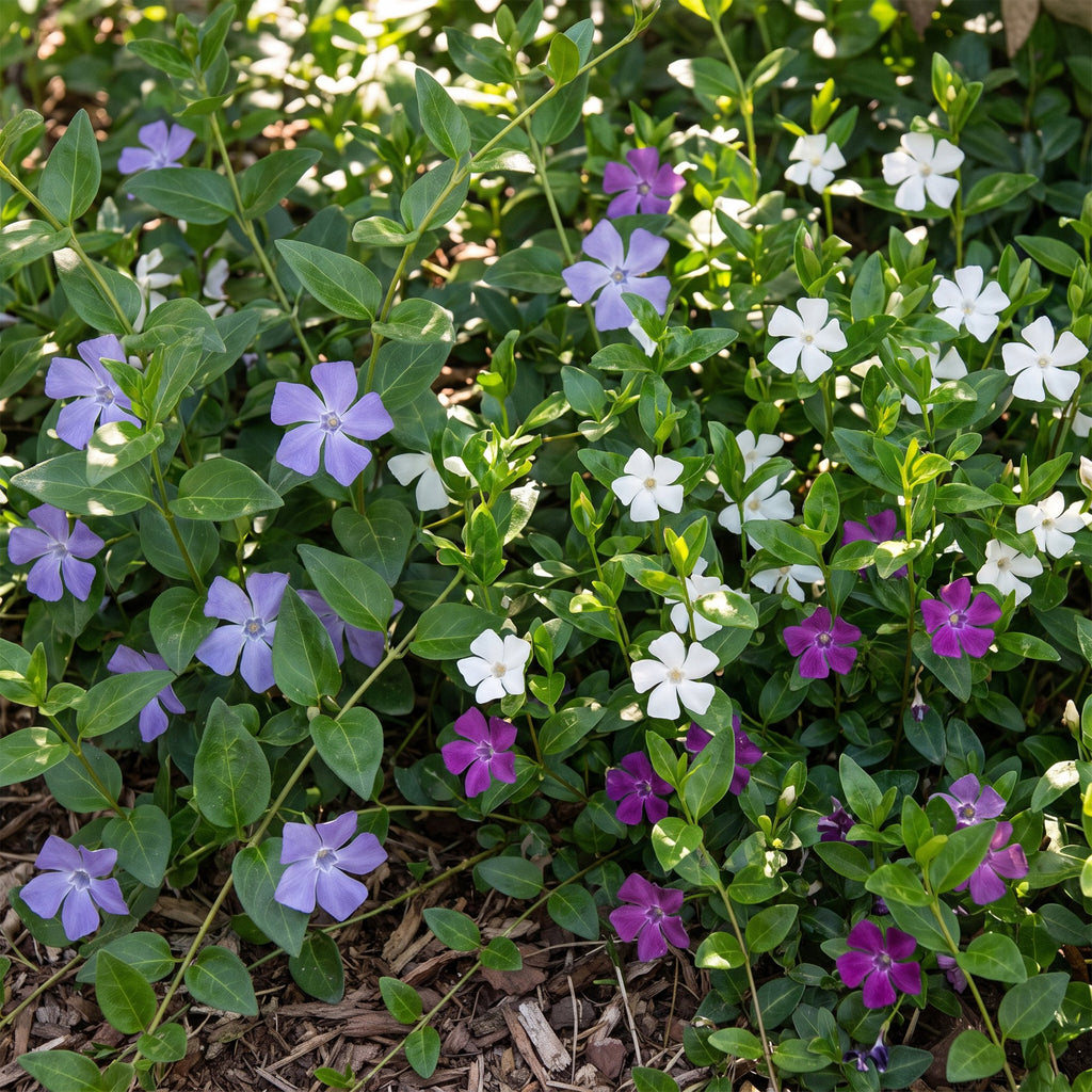Vinca 'Tricolour' (periwinkle) – blue-purple-white – 24 plants, Ø11 cm, 15–25 cm high – photo 5