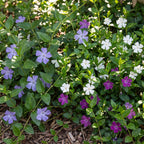 Vinca 'Tricolour' (periwinkle) – blue-purple-white – 24 plants, Ø11 cm, 15–25 cm high