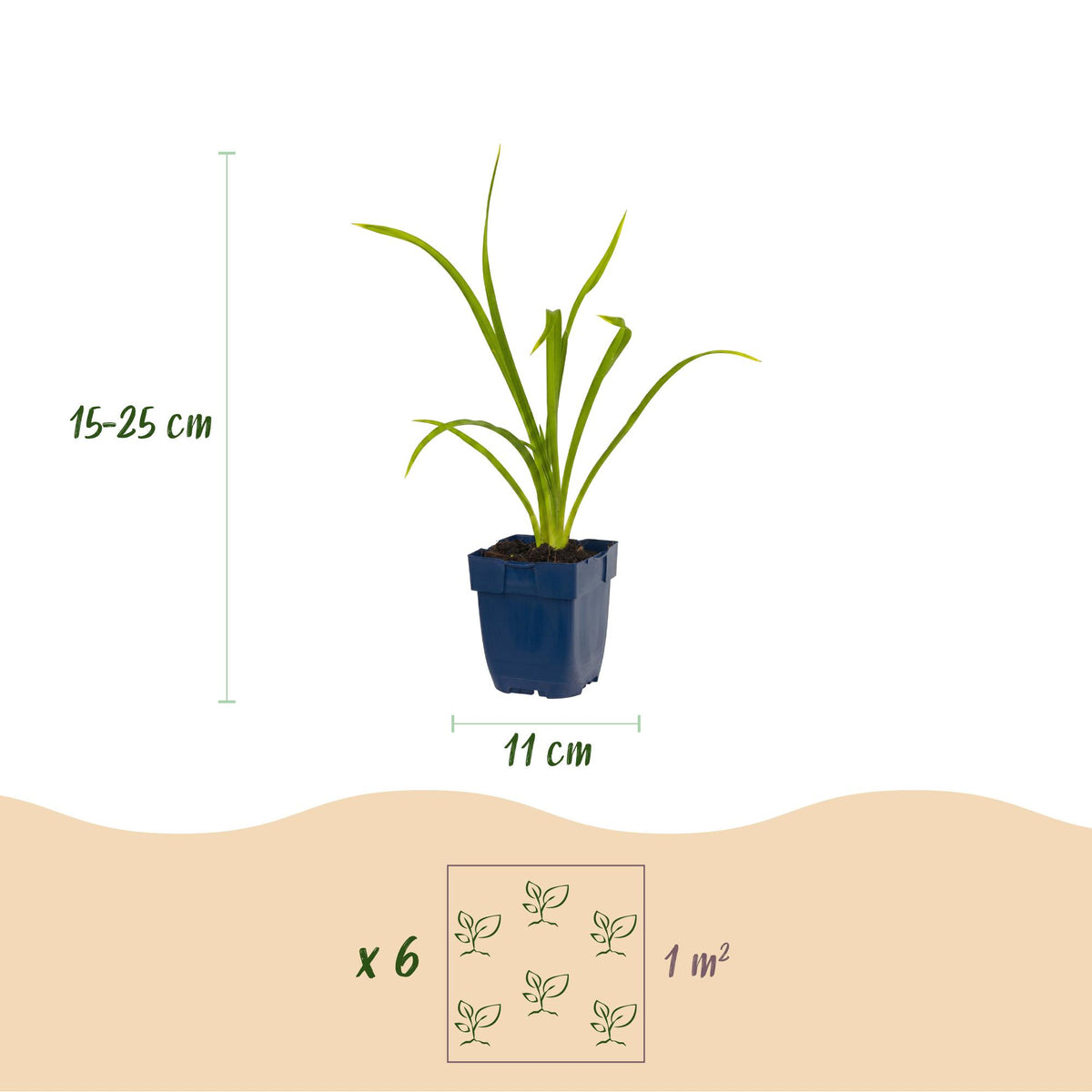 Hemerocallis 'Summer Wine' (daglelie) – paars – 6 planten, Ø11 cm, 15–25 cm hoog