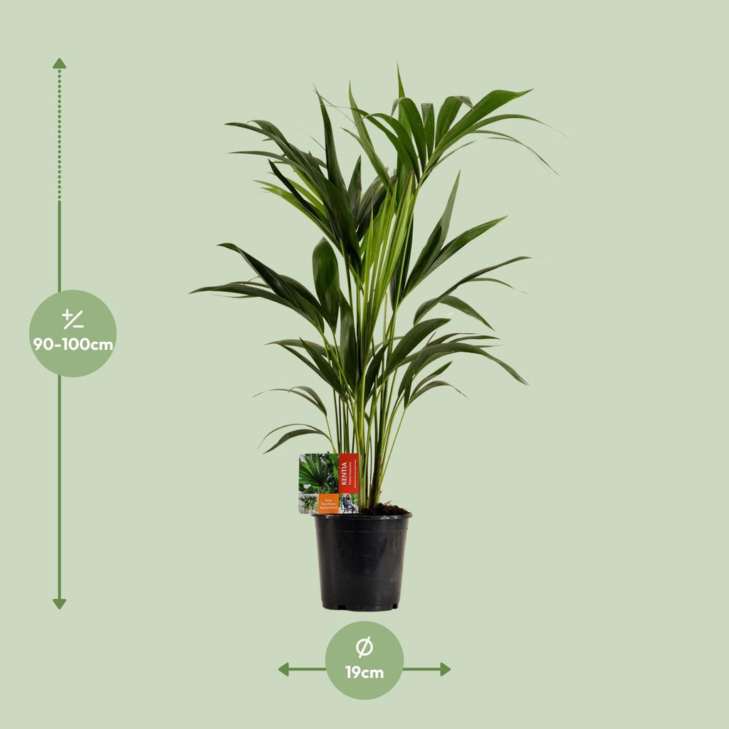 Howea forsteriana (Kentia palm) – Ø19 cm, 100 cm high – photo 7