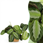 Maranta Fascinator Silverband (prayer plant) with basket – Ø12 cm, 25 cm high