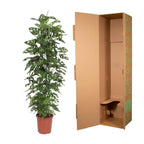 Monstera Monkey Leaf gaasrek (gatenplant) – Ø27 cm, 180 cm hoog