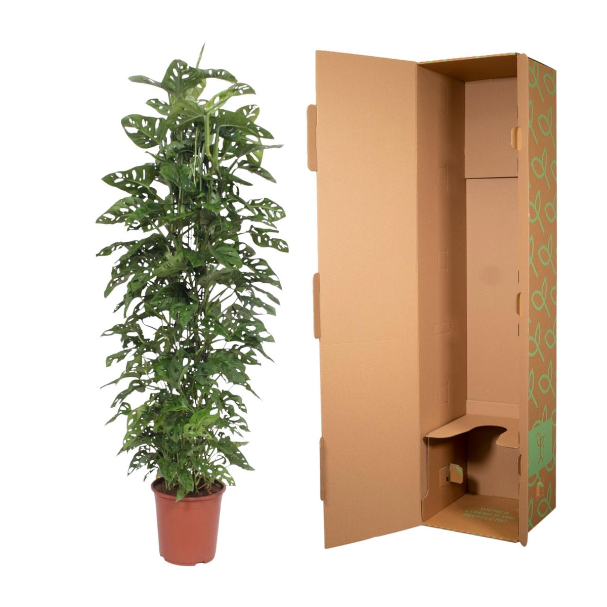 Monstera Monkey Leaf gaasrek (gatenplant) – Ø27 cm, 180 cm hoog
