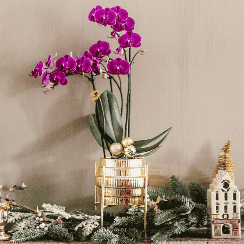 Phalaenopsis 'Chamonix' lilla (orkidé) i Allure prydpotte guld – Ø9 cm, 40 cm høj
