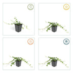 Vinca minor 'Alba' (vintergröna) – 48 plantor, Ø 9 cm, 10–25 cm hög