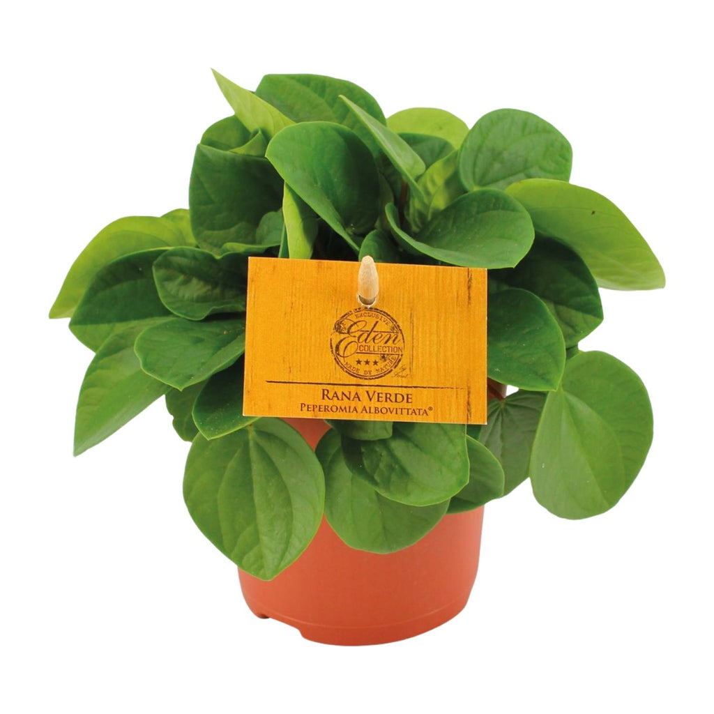 Peperomia Rana Verde – Ø11 cm, 15 cm høj