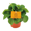 Peperomia Rana Verde – Ø11 cm, 15 cm høj