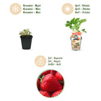 Fragaria 'Elsanta' (Walderdbeere) – 6 Pflanzen, Ø9 cm, 30 cm hoch