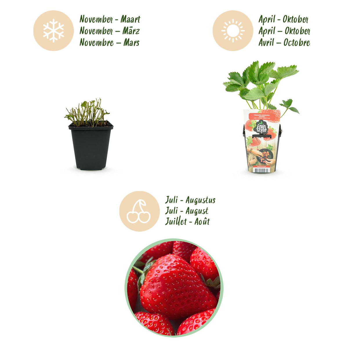 Fragaria 'Elsanta' (Walderdbeere) – 6 Pflanzen, Ø9 cm, 30 cm hoch – Bild 9