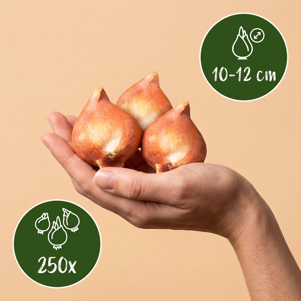 Blumenzwiebelpaket Holländische Mischung – 250 Blumenzwiebeln (Zwiebelgröße 10/12)